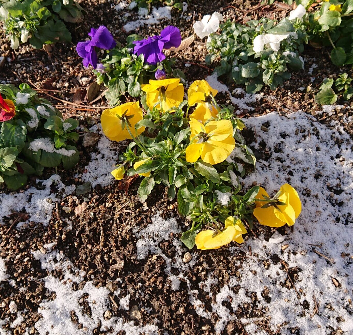 花壇も雪