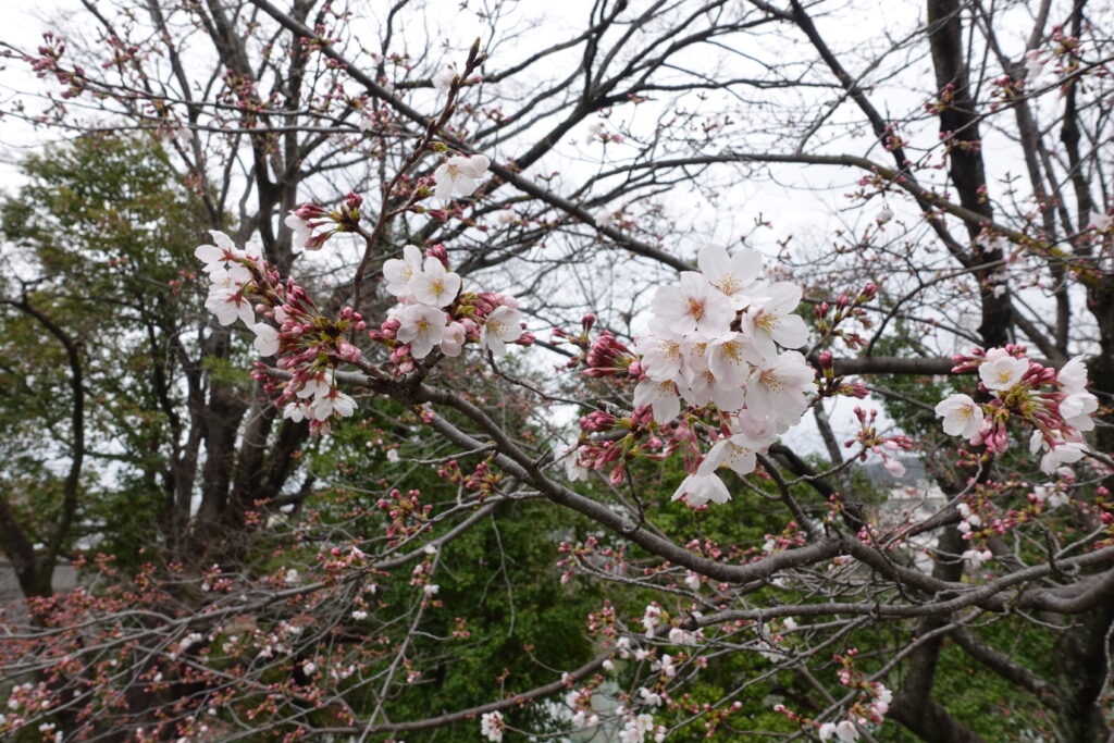 桜咲き始め2